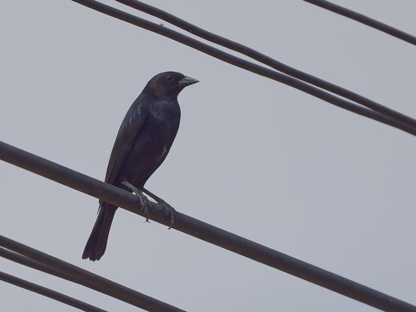 Glanskoevogel (Molothrus bonariensis)